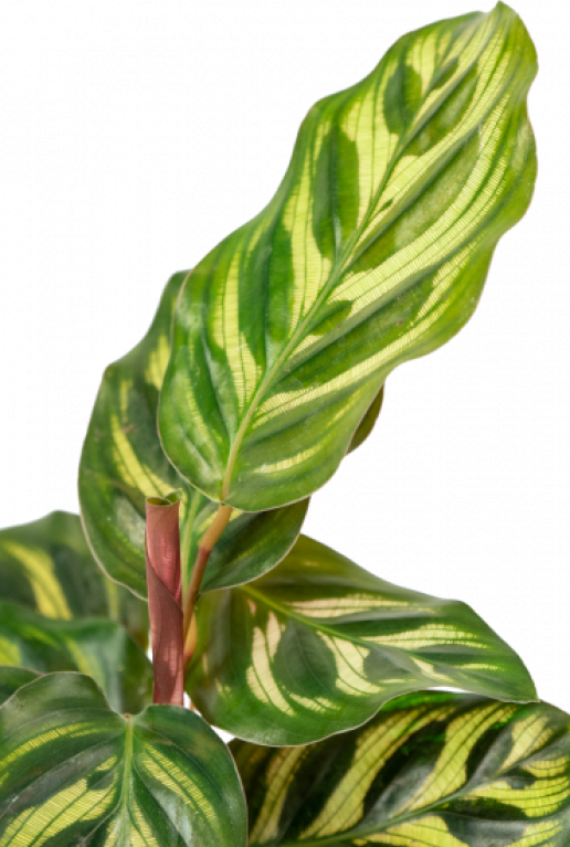 Calathea-lancifolia-blad