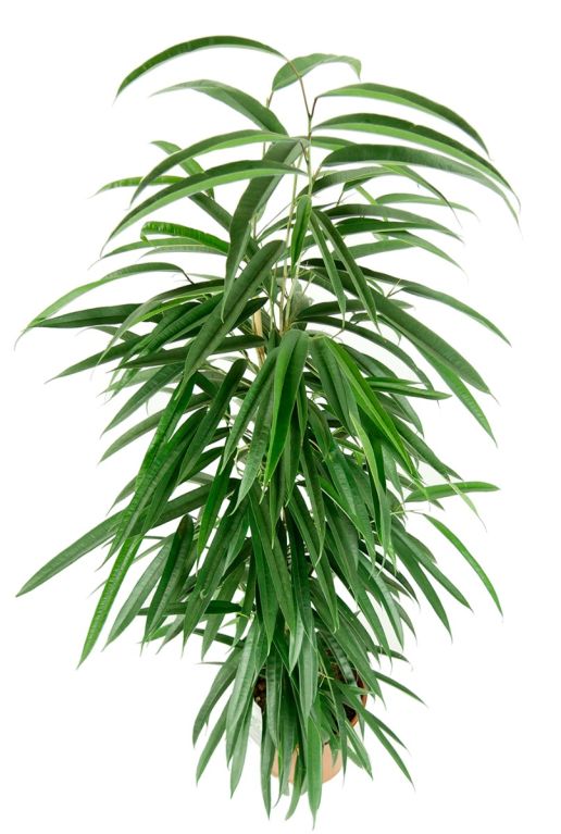 Ficus alii groene plant