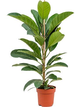 Ficus benghalensis roy  zimmerpflanze