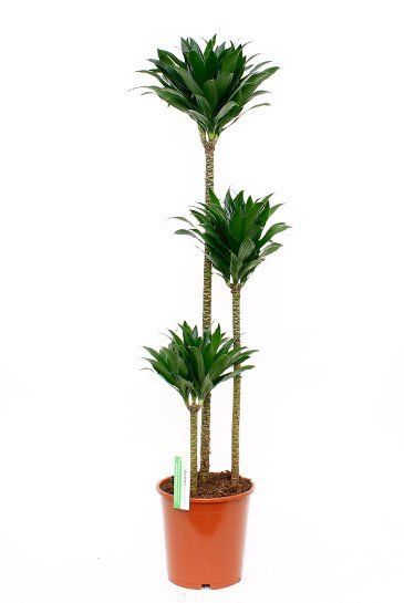Dracaena Compacta zimmerpflanze