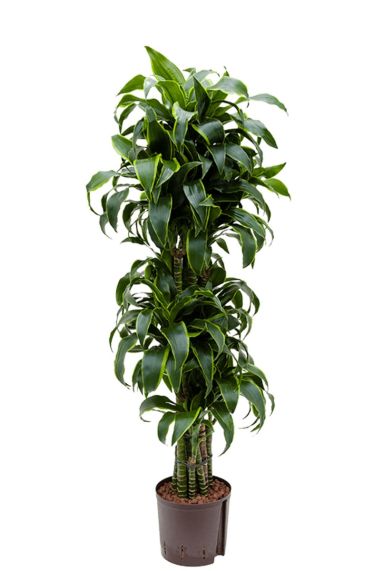 Dracaena dorado hydrokulturpflanze