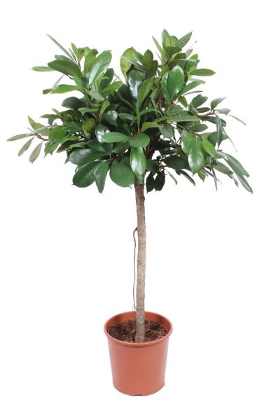Ficus Cyathistipula zimmerpflanze