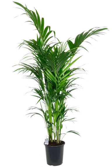 schöne grosse Kentia palme zimmerpflanze