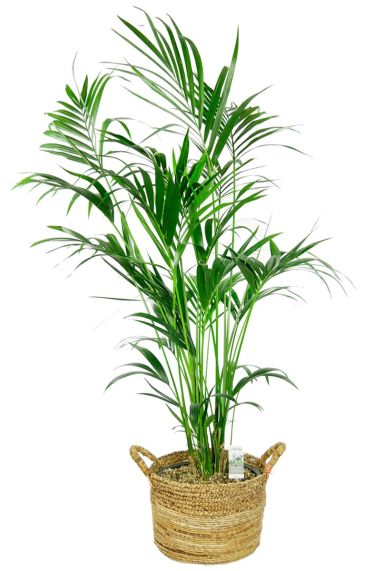 Kentia palm in mand