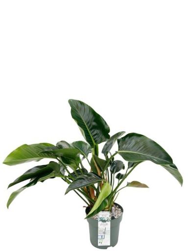 Philodendron green beauty zimmerpflanze