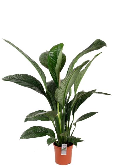 Spathiphyllum zimmerpflanzen