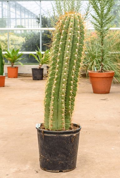 Trichocereus terschechii Kaktus