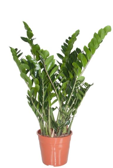 Zamioculcas zimmerpflanze