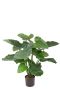 Alocasia calidora Kunstpflanze
