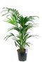 Kentia palme zimmerpflanze