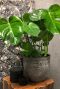 Philodendron monstera 1 2