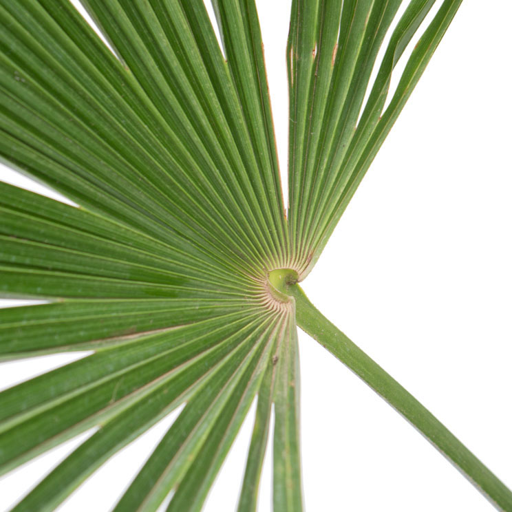 Trachycarpus Blatt