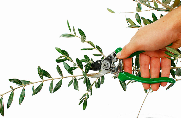 Beschneiden des Olivenbaums