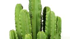 Euphorbia kaufen