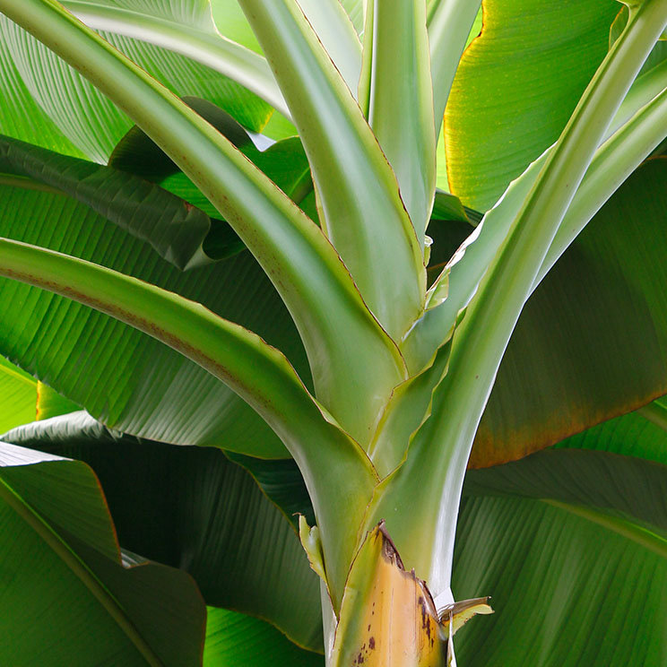 Bananenpflanze Wartung
